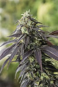 Buy 707 Headband Seeds: Massive Yields