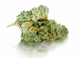 Buy Amnesia Haze Marijuana Strain Online Fast