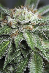 Bubba Kush Seeds: Buy Effortless Relaxation