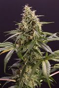 Chem-Bomb Auto Seeds: Buy Fast, Robust Growth