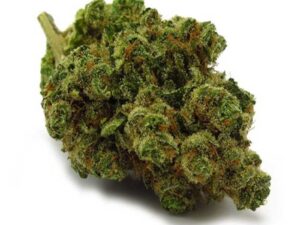 Buy Chiquita Banana Strain: Potent & Easy