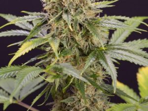 Buy Chocolate Mint OG Auto Seeds - Potent & Fast