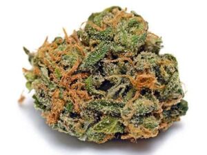 Buy Chocolate Thai Cannabis – Rare Euphoric Sativa