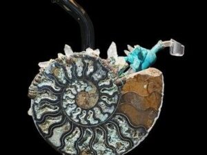 Buy Envy Glass Ammonite Dab Rig - Exclusive & Fast