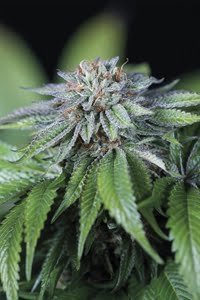 Buy Ewe-2 Feminized Seeds Online: Fast Indica