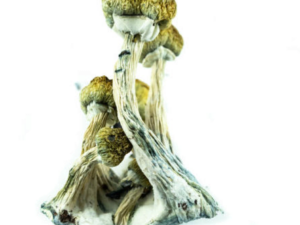 Buy Golden Teachers Magic Mushrooms Online Fast