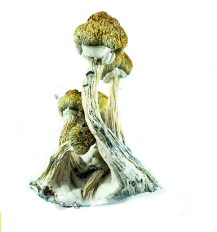 Buy Golden Teachers Magic Mushrooms Online Fast