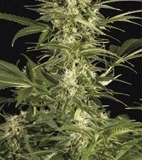 Buy Lemon Juice Express Auto Seeds - Fast & Easy