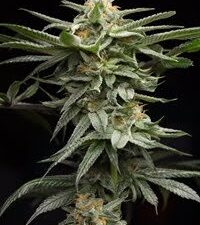 Buy Lingerie Seeds Online | Fast & Premium