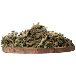 Buy Moby Dick Hybrid Strains – Fast Online