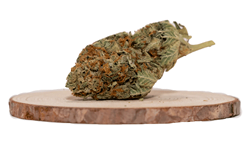 Buy Nuken Indica AA Online: Fast Delivery