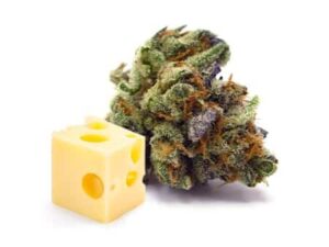 Buy Purple Cheese Strain Online - Rare & Potent
