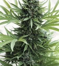 Buy Sour Diesel Auto Online - Fast, Potent
