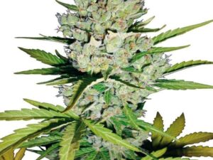 Buy Super Skunk Autoflower Seeds: Fast & Easy