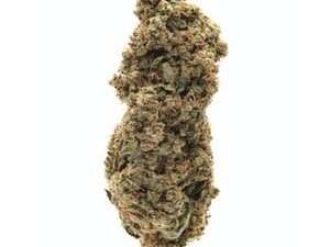 Buy White Rhino Strain Online: Potent, Affordable